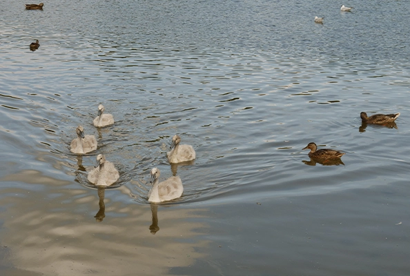 Ducks swimming in Backwell Lake