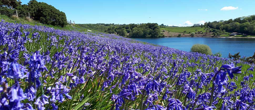 Bluebells At Clatworthy