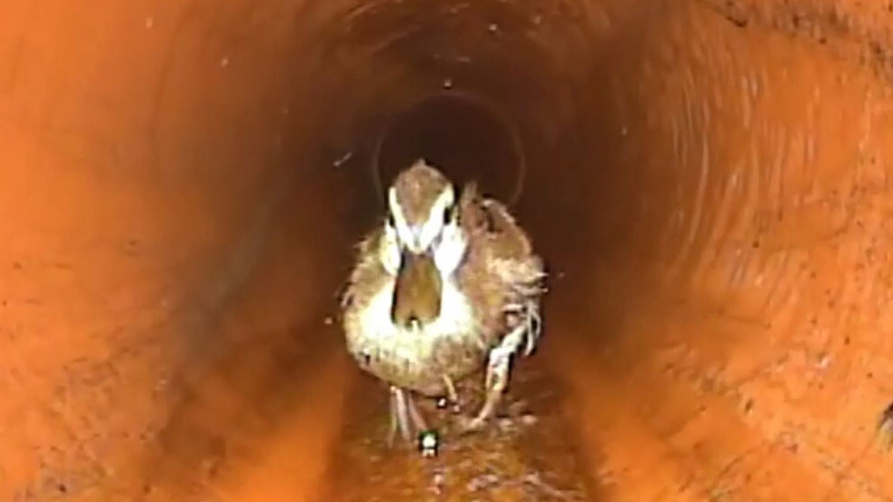 A close up of a duck in an underground pipe