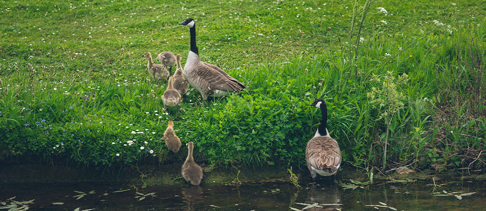 Family of Geese At Durleigh Reservoir