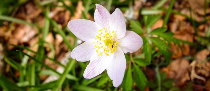 Wood Anemone At Clatworthy