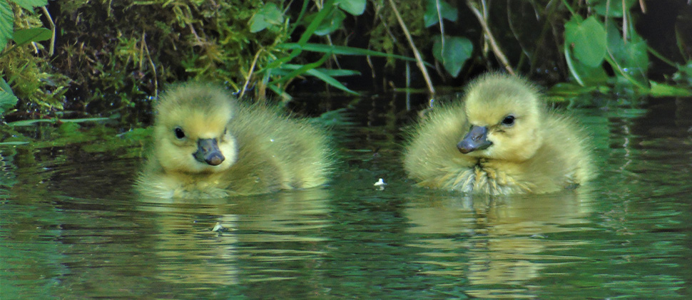 Two Ducklings At Clatworthy Reservoir in the Water