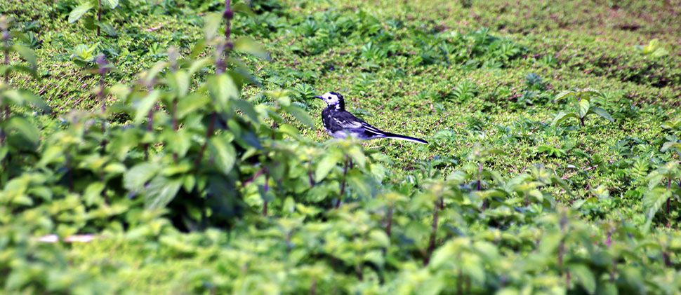 Bird At Hawkridge Reservoir